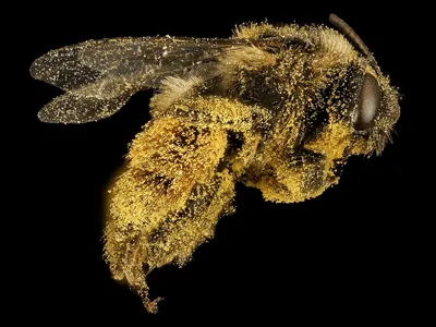 loupe-binoculaire-d-entomologie-pour-analyse-des-insectes-05-02-2026-e08-5-001299-1