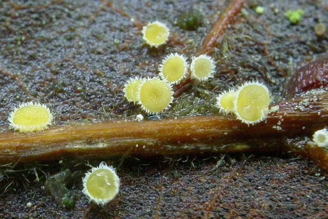 Microscopie et Mycologie - Microscopes Optiques