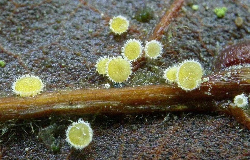 microscopie-et-mycologie-microscopes-optiques-05-05-2025-e08-5-001519-1