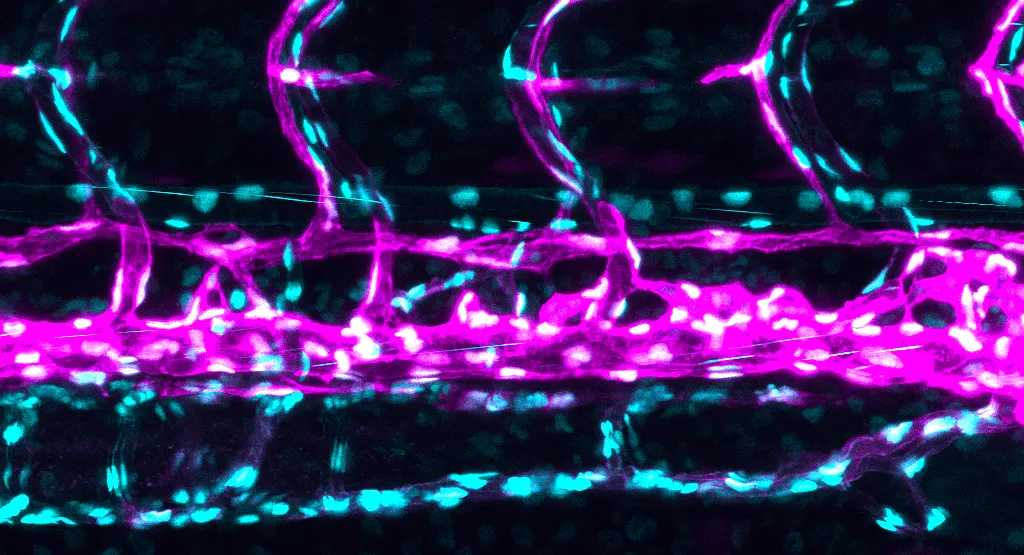 solutions-pour-la-microscopie-de-fluorescence-27-10-2025-e08-5-001507-1