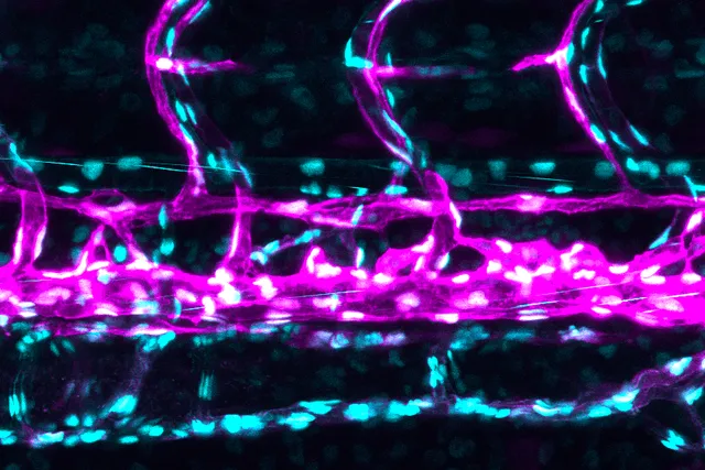 Solutions pour la Microscopie de Fluorescence