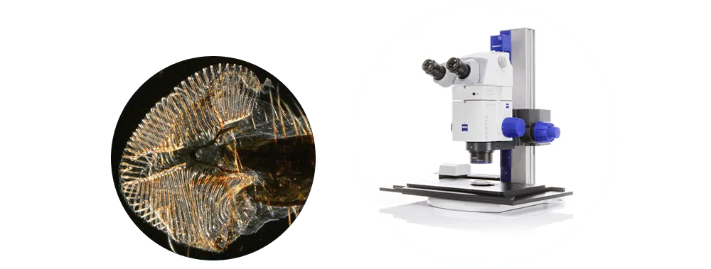 stereomicroscope-zeiss-stereo-discovery-v8-20-08-2021-e08-5-001377-1