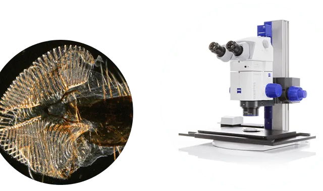 Stéréomicroscope ZEISS StéREO Discovery V8